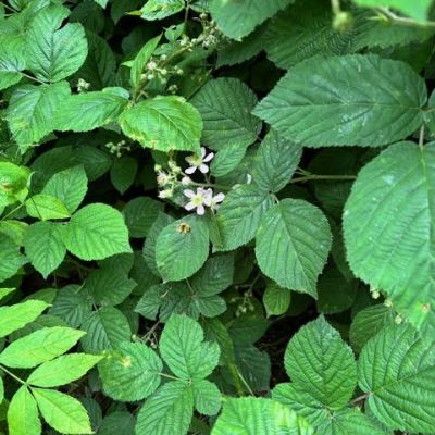 Bramble