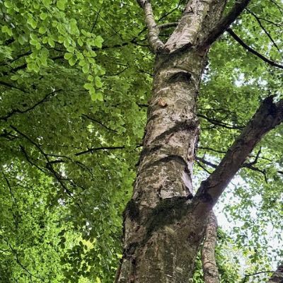 Silverbirch